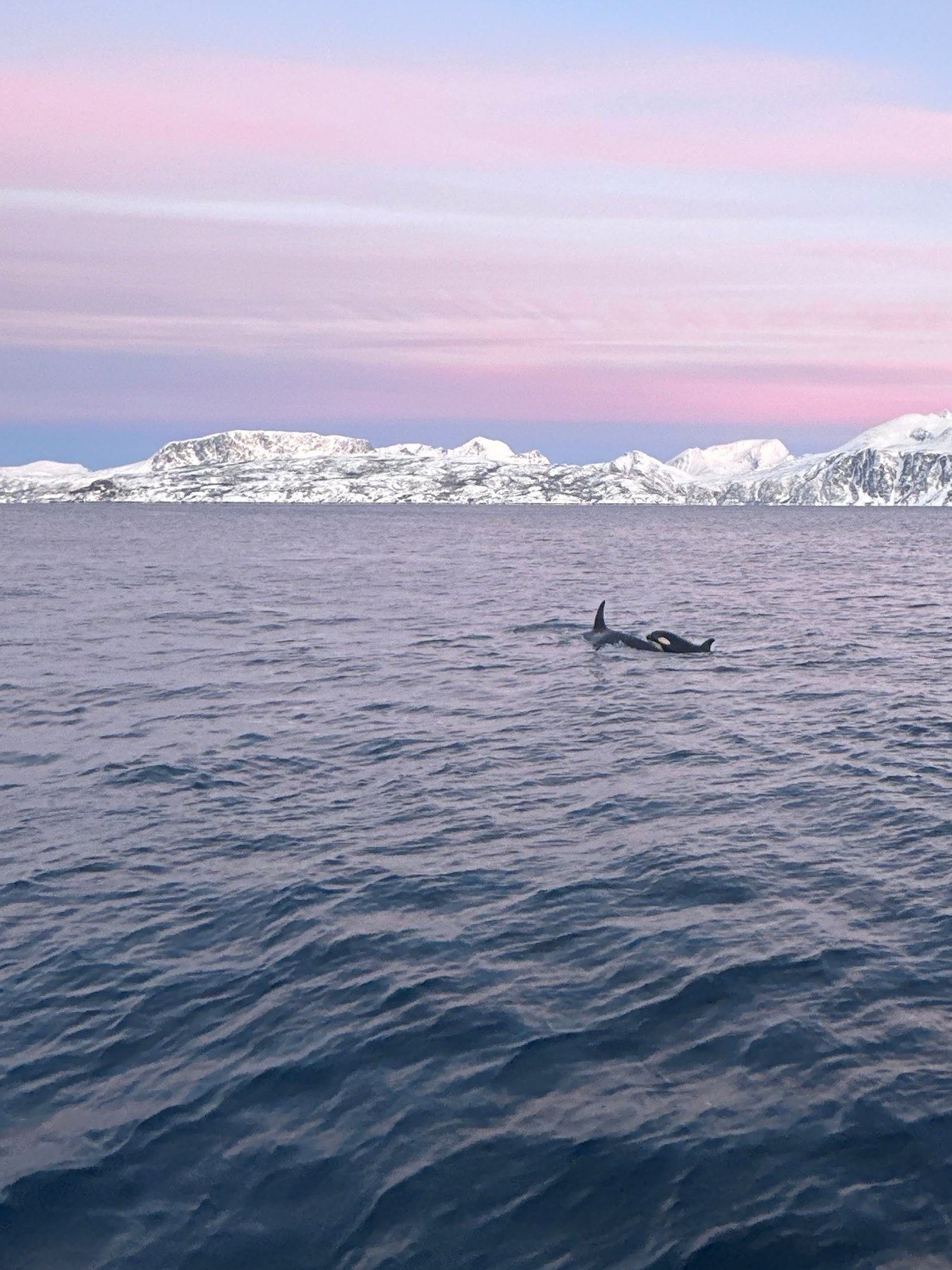 Orka's zwemmen tussen de fjorden onder een pastelroze poolluchthemel